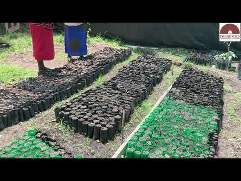 Olerai Manyatta Women: Planting Hope, Shaping Tomorrow