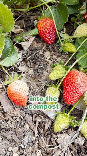 No one wants to eat plastic! Take stickers and plastic off peels and cardboard before they go in your home compost or in your organic waste curbside bin. | CalRecycle