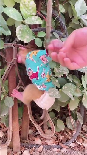 Rescuing a Trapped Baby Monkey#monkeyrescue #animalrescue #babymonkey #cuteanimals