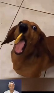 Dog Tasting Lemon. | Bucee Brain