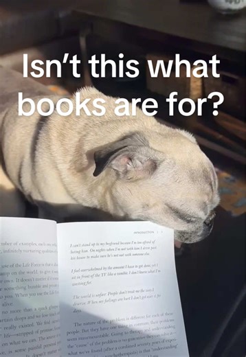 Isn’t this what books are for? Jade won’t let her Mom read. #pug #pugsoftiktok #pugs #asmr #asmrsounds