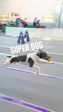 It’s a bird.. it’s a plane… it’s SUPER DOG