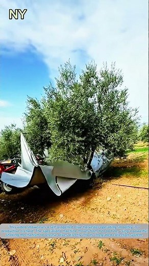 Automated Olive Harvester in Action.