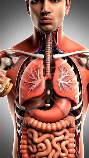 “How the Human Body Breathes While Eating | Real-Time Lung Movement Explained” #animation