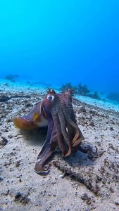Amazing cuttlefish 🎥: @dave_dives | Diving Specials