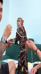 Australian fans measures the size of clothes for Monkey Kaka Mit | Macaque Video