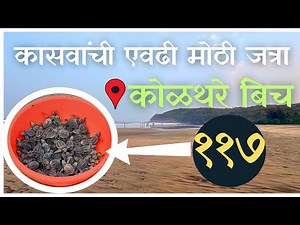 Kasavanchi Jatra kolthare beach| Kasav Samvardhan2024| Olive ridley turtle festival|Kasav mahotsav|