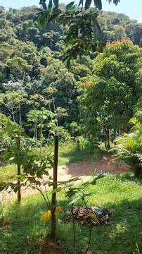 Baby collared dove free in nature #collareddovefree #collareddove #birdsong #nature