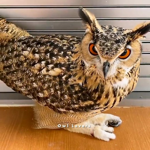 Cute owl🦉🌺 #owl | Owl Lovers