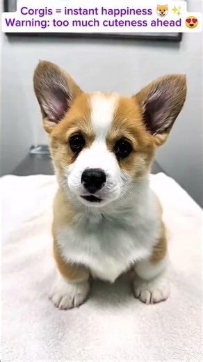 Cutest Corgi Compilation | Funny & Adorable Moments #animalshorts #heartwarming #animals#corgi