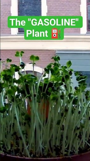 Rapeseed Growth Time-Lapse 🌱 From Seed to Sprout 🌼