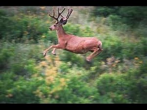 DEER JUMPS OFF 50 FOOT BRIDGE!