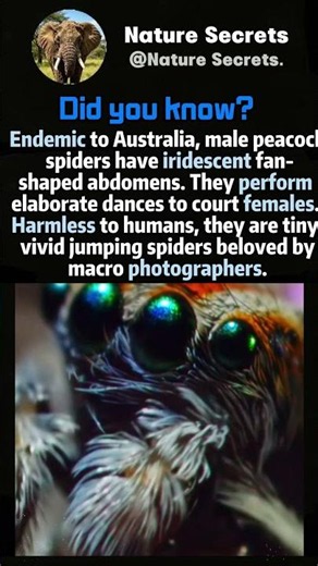 Peacock jumping spider, colorful courting arachnid #animalfacts #wildlifeentertainment #animallife
