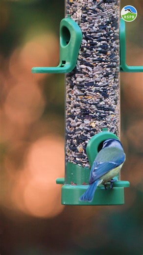 Our best-selling bird seed uses quality ingredients and no cheap fillers, ensuring it's nutritious and keeps birds coming back. | RSPB
