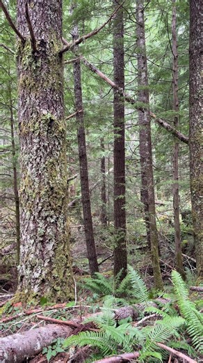 Unknown Structure Discovered in Willamette National Forest