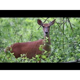 Deer Keds: Blood Thirsty Bugs