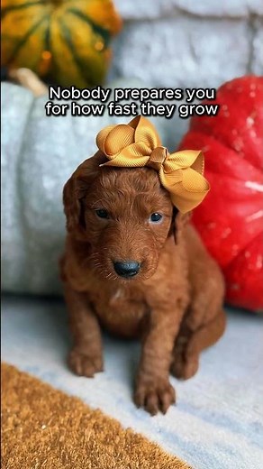 Holly's Puppy Glow Up! | Mini Golden Retrievers