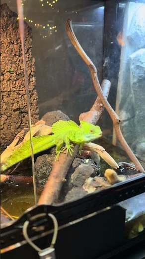 More than just running on water: Green Basilisk Care & Features