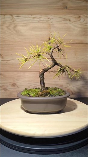 Waiting buds 🌿 Scots Pine Bonsai