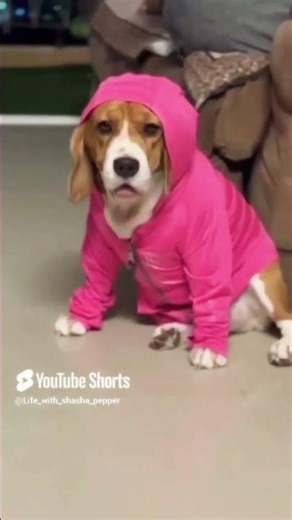 Moonji melaye sollirukanum😒 #reels #shortsfeed #petshorts #funny #trending video#new