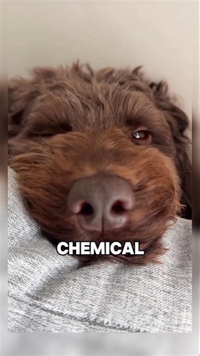 Insane animal facts seem fake but every one of them is real