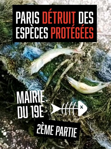 Faucardages à Paris : Impact sur la Biodiversité