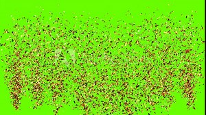 Golden Confetti Party Popper Explosions on a Green and Black Backgrounds. 3d animation, 4K.