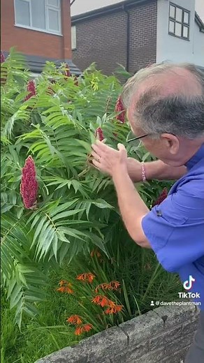 Rhus typhina, the staghorn sumac #garden #gardening #tree #gardeningforbeginners