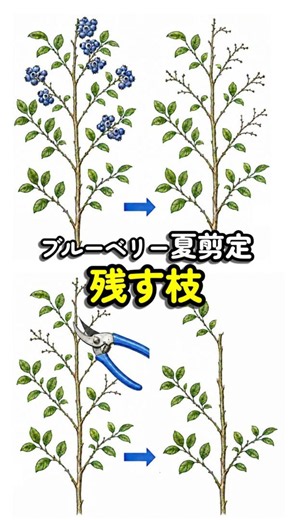 Blueberry Summer Pruning | Why You Should Choose Which Branches to Keep First (To Avoid Over-Prun...