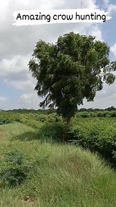 1K views | Amazing crow hunting ‍⬛‍⬛‍⬛ #fbreels #hunting #wild #animals #birds #crow | Wild Hunters | Facebook