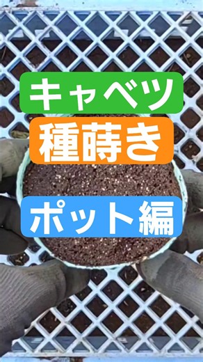 キャベツの種蒔き！ポットに蒔いてみた！ #家庭菜園 #キャベツ #キャベツ栽培#キャベツ種蒔き