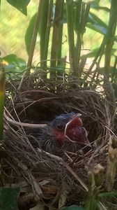 Baby bird vomits #iyhalhabiba #animallove #southafrica | Iyhal Habiba