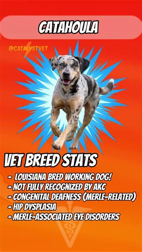 Who's that dog breed?! ep. 28