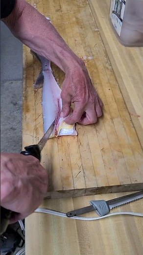 How to Fillet a Walleye
