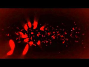 Gaumont Animation logo