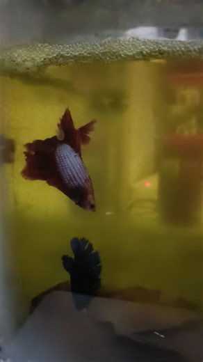 Betta fish nesting a egg #fish