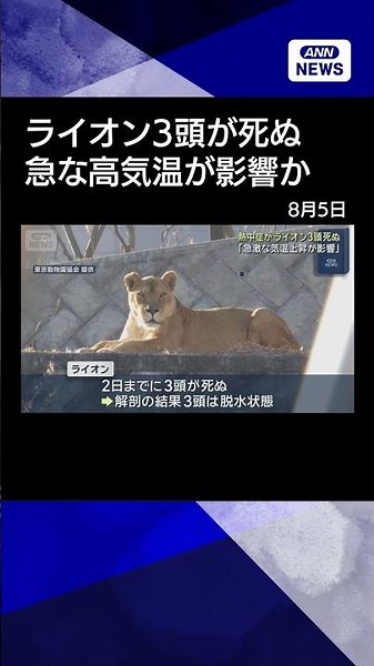 [News] 3 Lions Die at Tama Zoological Park: Suspected Heatstroke as "Rapid Temperature Rise" Cite...