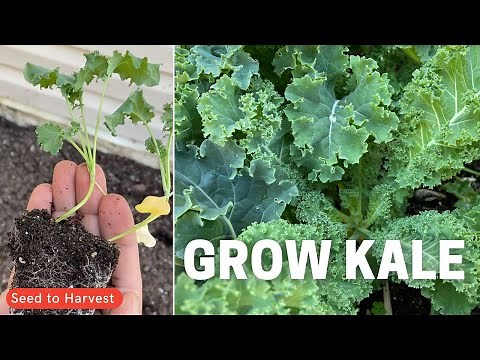 Growing Kale - Seed to Harvest