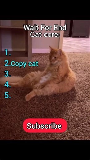 Ranking Funny Cats Moments #shorts #viral #funnycatsvideo #memes
