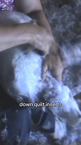 We will never sell duck or geese down quilt inserts. The process of making down quilts often involves cruelty, with feathers plucked from ducks and geese, many of whom are slaughtered just weeks after hatching. Most geese are killed at around 15 weeks and are deprived of water, vital for their health, while being confined to factory farms. Instead, we choose ethical, sustainable alternatives like GOTS certified 100% organic cotton quilt inserts. We partner with sustainable Indian cotton farms th