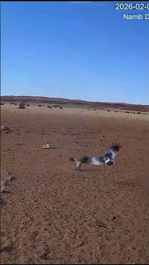 Aerial Battle Royale: Goshawks vs Sandgrouse - Epic Escape!