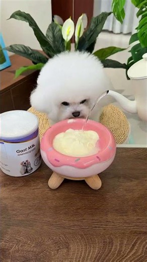 Cute Dog Drinking Milk Best Way to Hydrate Your Pet #Shorts #DogCare