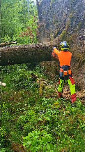 the reason why this tree can stand when it is finished being cut #chainsaw #wood #tree #woodworking