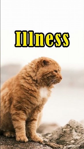 Causes Cats Hair Loss