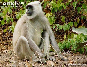 Gray langur - Alchetron, The Free Social Encyclopedia