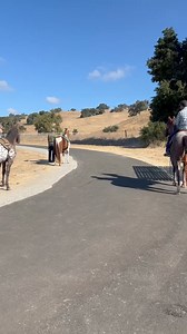 Two-year-old horses and ponies on the trail for the first time meet a fast human on noisy roller blades. This was session 4 of "Baby Boot Camp" by De Frates Horsemanship. All the babies did the right thing - turn and face the scary object and stop. Yea for the babies! (Video by Dana De Frates.) | DreamPower Horsemanship