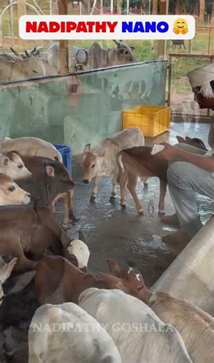 Cutest india cows ever 🐄💖 #nadipathygoshala #shorts #viral #hindi #omg #yt #cute #village #farm