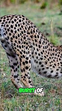 Cheetah Speed: 0 to 60 MPH in 3 Seconds! #shorts