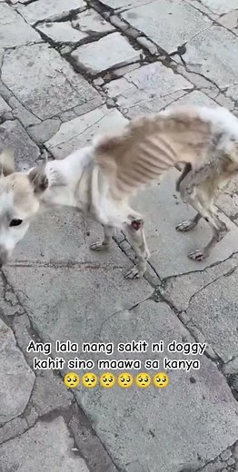 Ang lala nang sakit ni doggy🥺🥺#youtubeshorts #viralvideo #viral #viralshorts #viralshort #video