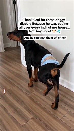 Not all belly bands are built the same. Here's what actually matters 👇
